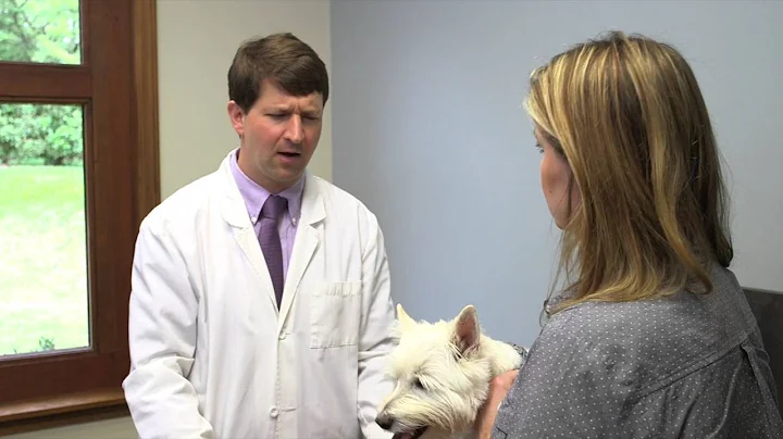 5 Ways Pet Owners Make Veterinary Medicine Hard