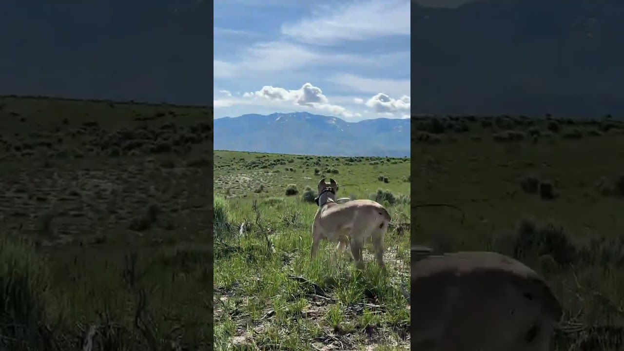 هن شڪار ۾ ڪتو گدڙ کان زور آ يا گدڙ ڪتي کان