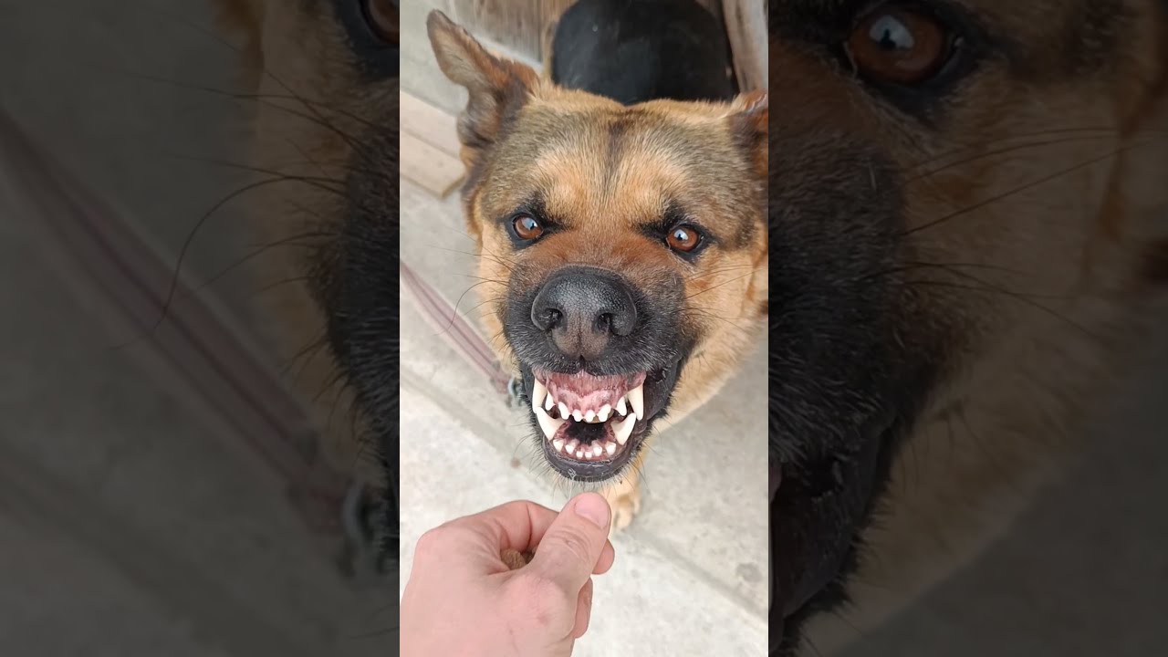 How To Turn An Angry Dog Into A Happy One Dogs Shorts Cuteanimal Germanshepherd Pets