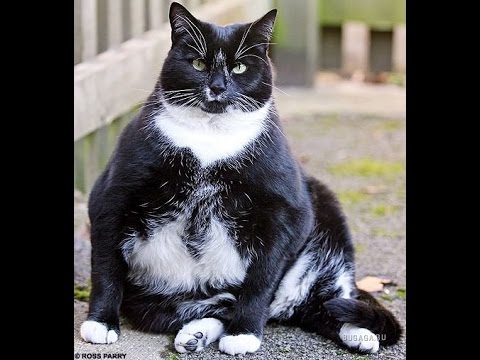 Funny fat cat videos - compilation 2016 - YouTube