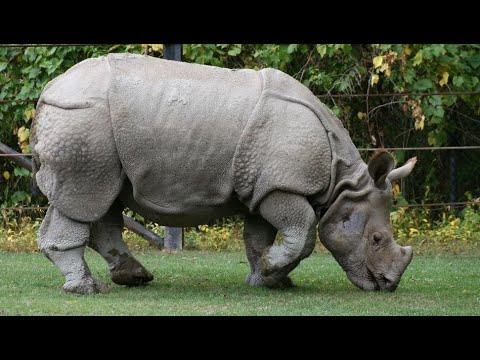 Biggest Rhino Of The Planet ! - YouTube