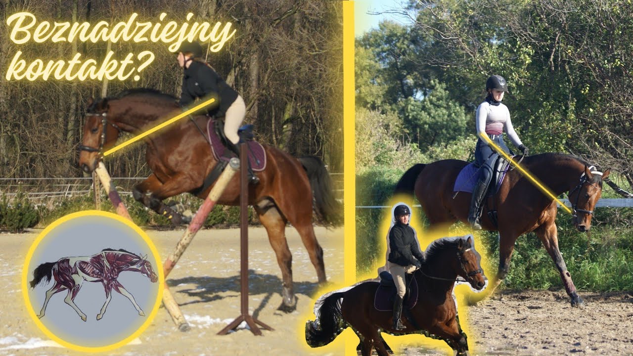 KONTAKT z PYSKIEM KONIA - jak go poprawić? Jak jeździć od wewnętrznej łydki do zewnętrznej ręki?