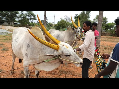 Preparation of Both Jallikattu bulls for running at Bargur