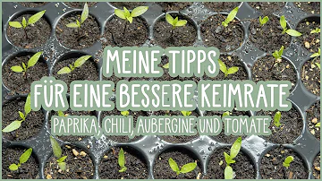 Wie lange dauert es bis Aubergine keimen?