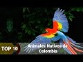 Top 10 Animales nativos de Colombia