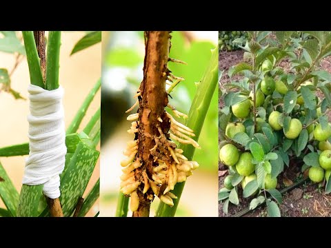 Aloe Vera air