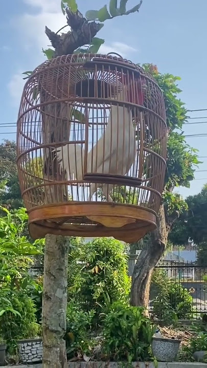 Jago ayam hutan hijau terbaik untuk bekisar