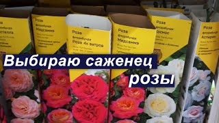 Выбираю саженец розы в Леруа Мерлен