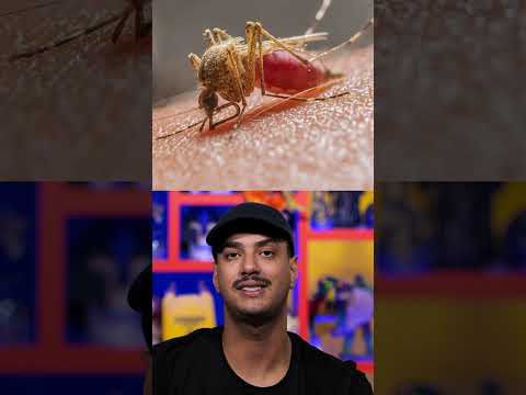 Vídeo: Como evitar mosquitos à noite: 11 etapas (com fotos)