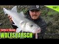 So fängst Du WOLFSBARSCH | Tipps von Rob Staigis | Sea bass fishing Holland | Anglerboard TV