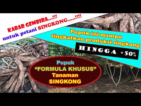 Pupuk Khusus Singkong NPK Pusri 17-6-25 ini Mampu Tingkatkan Hasil Hingga 50% #pupuksingkong