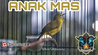 ANAK MAS Pleci Milik MSH Chapter Malang