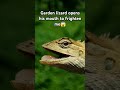 Angry garden lizard🦎 opened his mouth to frighten me #gardenlizard #gecko #chameleon #lizard #geckos