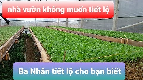 Lần đầu tiên sau 2 năm tiết lộ cách trồng cúc 7 màu được 15 đến 20 bông