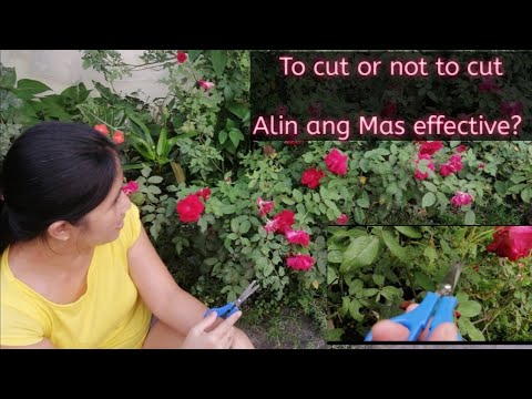 Video: Ano Ang Kinakailangan Para Sa Mga Rosas Upang Tumayo Nang Mas Matagal Sa Isang Vase