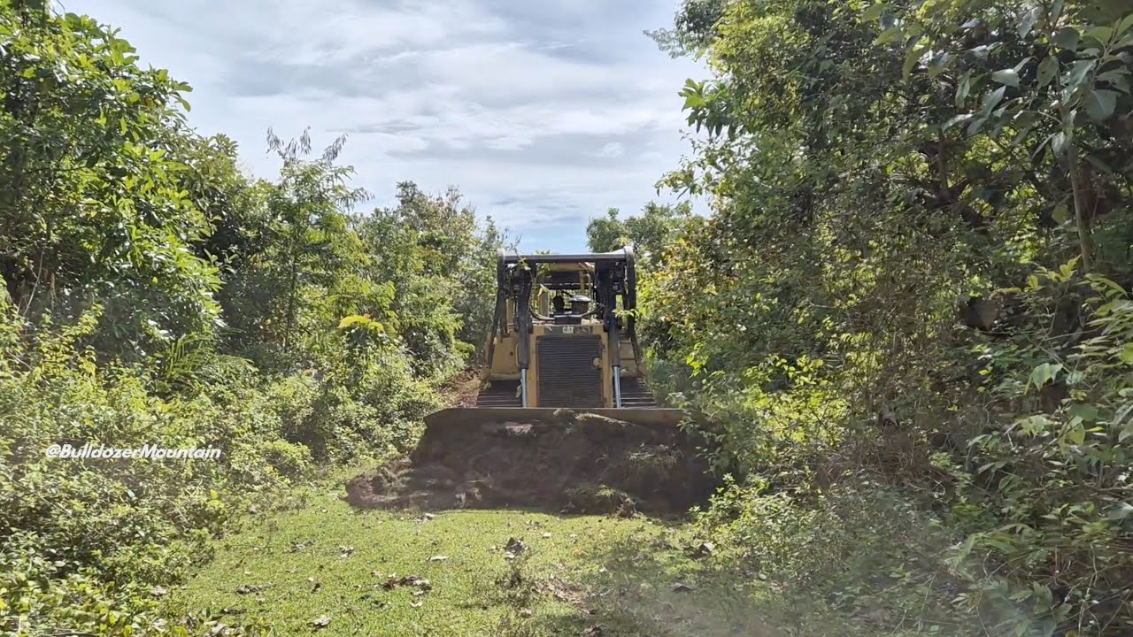 Extreme Bulldozer Action! CAT D6R XL Builds Mountain Roads in Steep Plantation Terrain