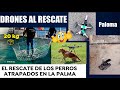 DRONES SALVANDO ANIMALES -CASO PALOMA Y CASO PERROS ATRAPADOS EN MEDIO DE LAVA -2021