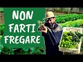Come scegliere le PIANTINE da orto