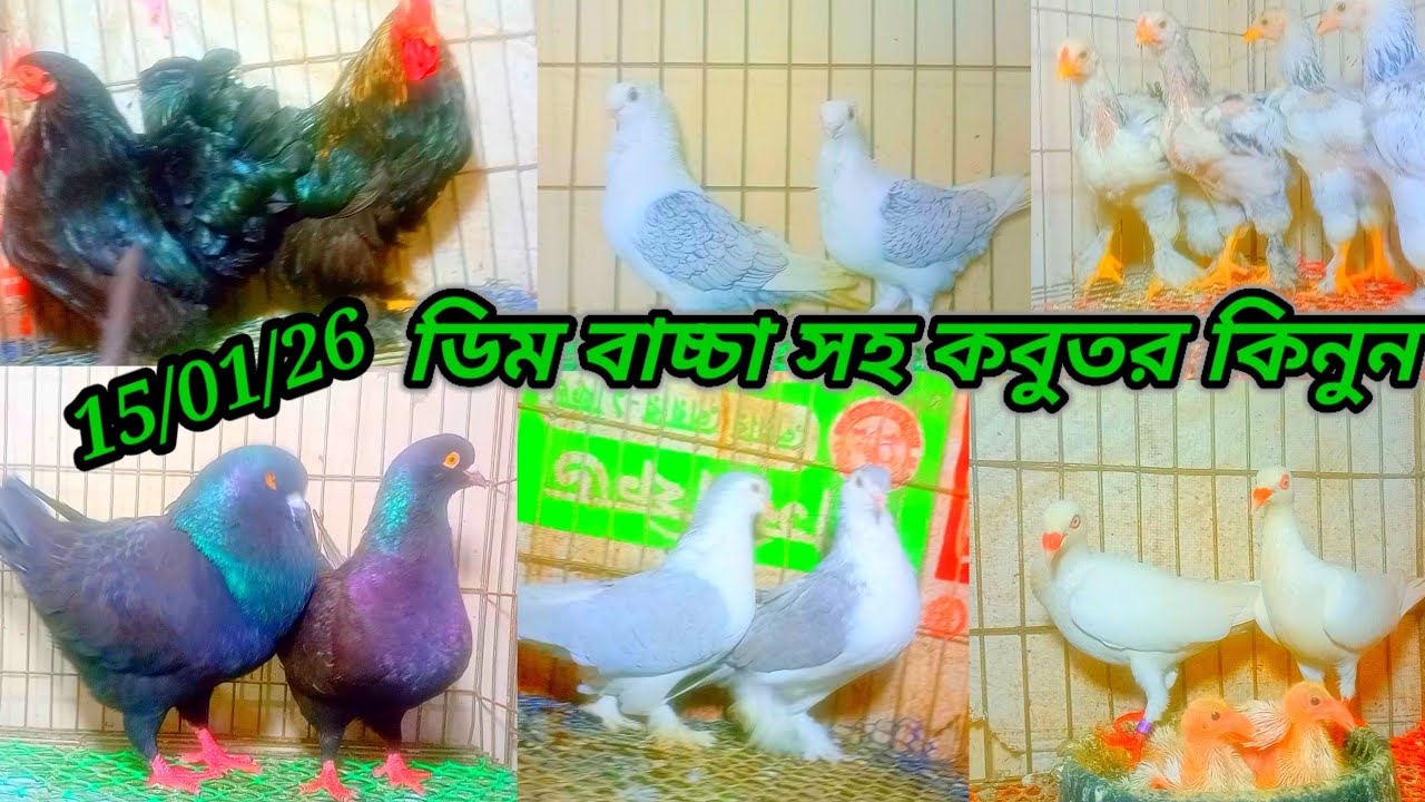 ডিম বাচ্চা সহ কবুতর কিনুন
