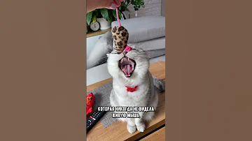 Все ли кошки умеют ловить мышей. Какие кошки лучшие охотники #кот #коты #кошка