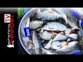 ✅ Vlog #15 Рыбалка на фидер. Ловля плотвы. Feederfishing.tv рыбалка с Сергеем Пузановым