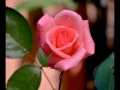 Роза  королева цветов