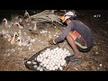 Lượm 3.500 trứng vịt trong một đêm/smart duck