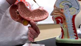Digestive system: Part 2 - Head through stomach