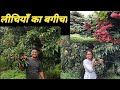     lichi garden dehradun  world famous litchi  jagpal jareda vlog