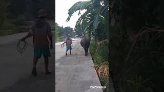 Philippine Carabao with its kind owner