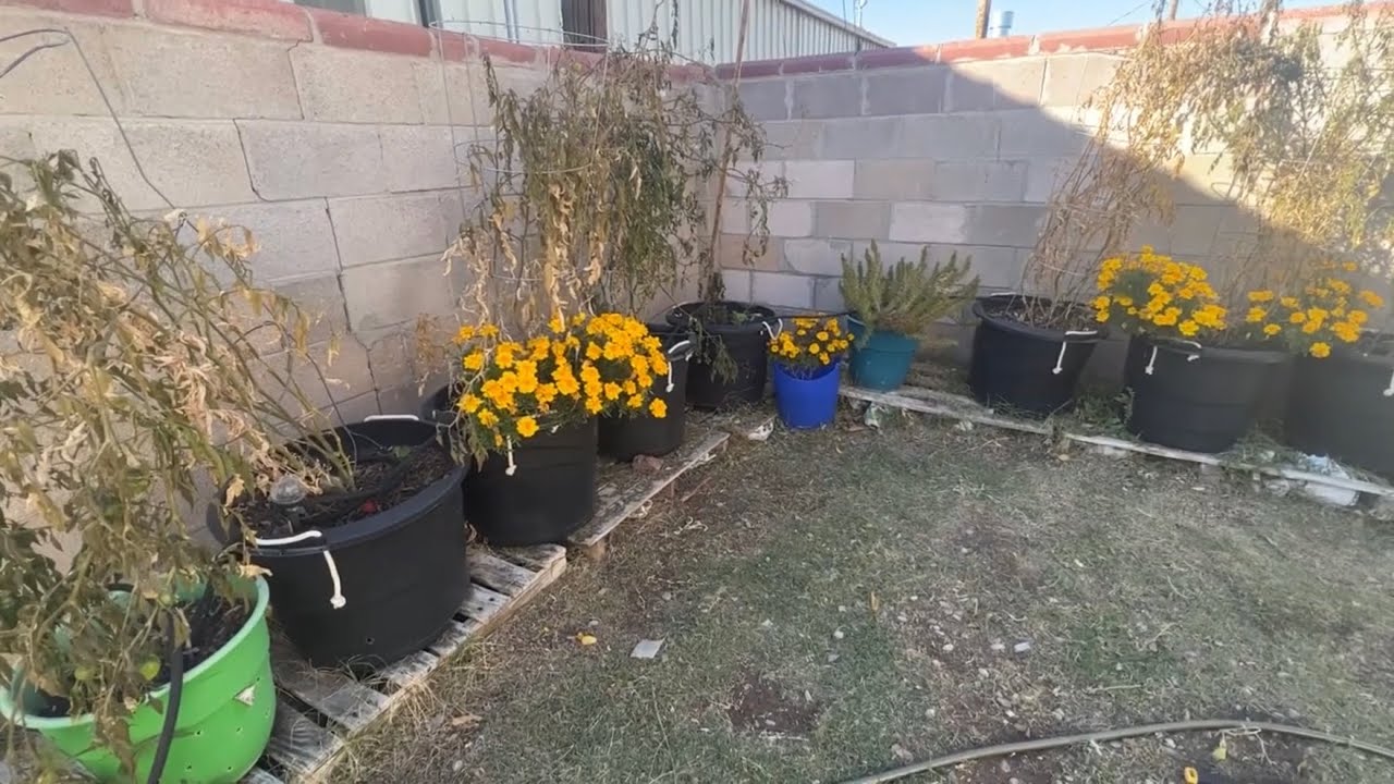 7-herbs-and-vegetables-that-survive-freezing-temperatures-youtube
