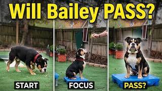 Will Bailey Pass His First Puppy Training Test?