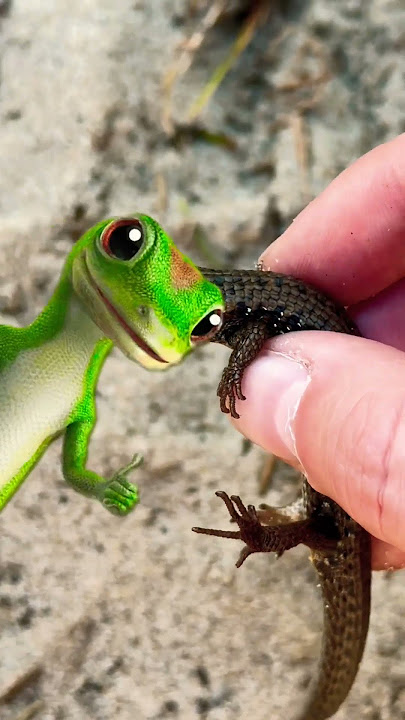 How To Make Easy Trap Lizard From Plastic Bottle 