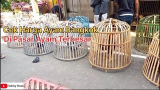 Harga Ayam Bangkok Pasar Ayam Terbesar Terbaru