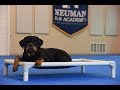 Nala (Rottweiler) Puppy Camp Training Demonstration Nala (Rottweiler) Puppy Camp Training Demonstration