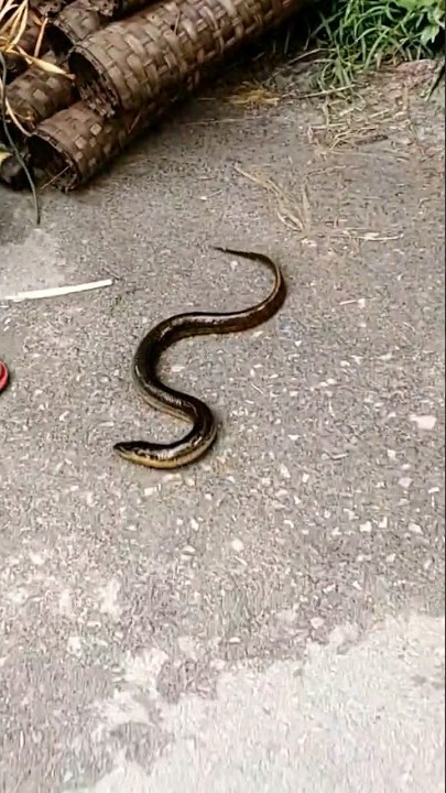 kuicha mach #youtubeshorts #video #viral #trending #fish