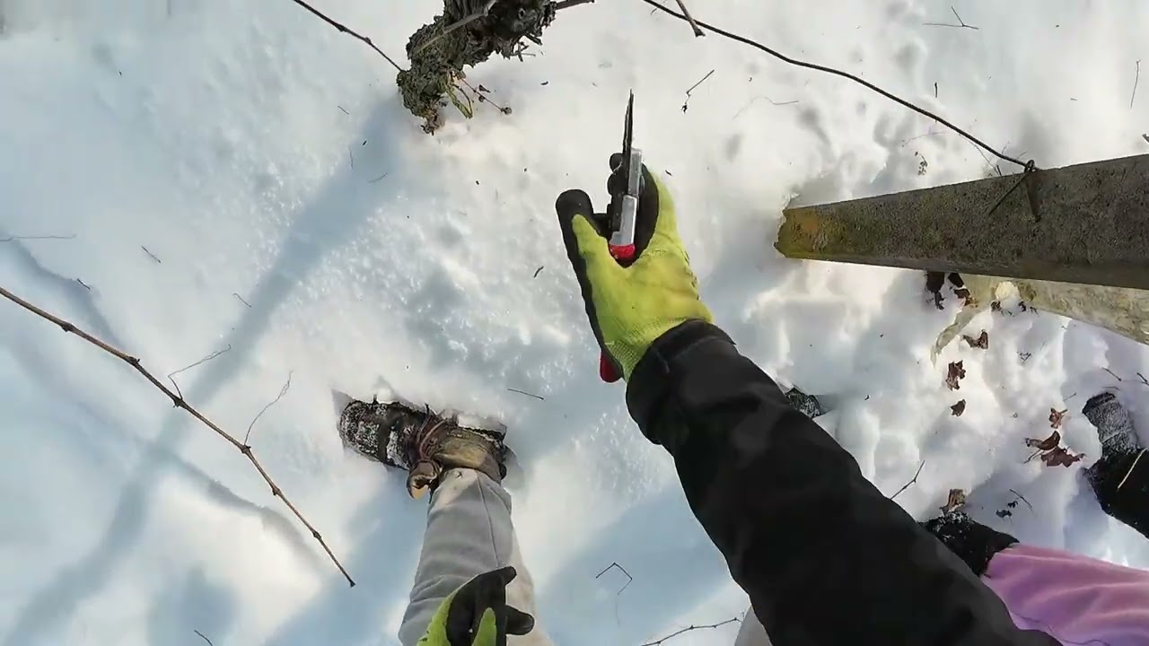 Preparing vineyard for spring - winter cut 2026