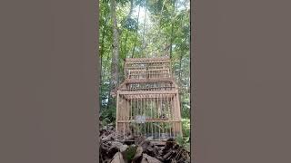 Pancingan JITU untuk SiRTU suara asli alam , Pasti nyaut...!!!