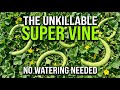 Better Than Cucumbers. The "Unkillable" Vine That Feeds You All Summer (No Watering)
