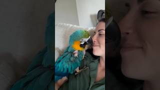 Is this normal? 🤣 #parrot #macaw #petbird #adoptdontshop