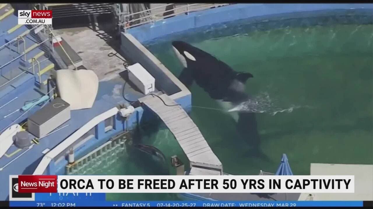 orca-to-be-freed-after-50-years-in-captivity-youtube