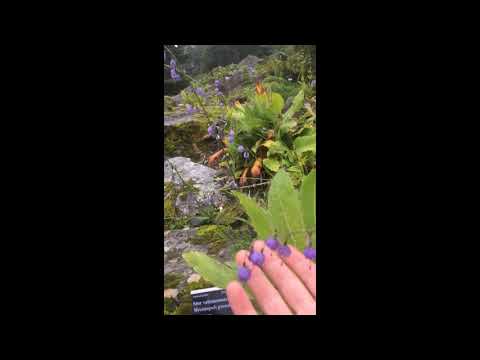 Video: Growing Adenophora Ladybells: Informacije o lažnim biljkama Campanula u vrtovima