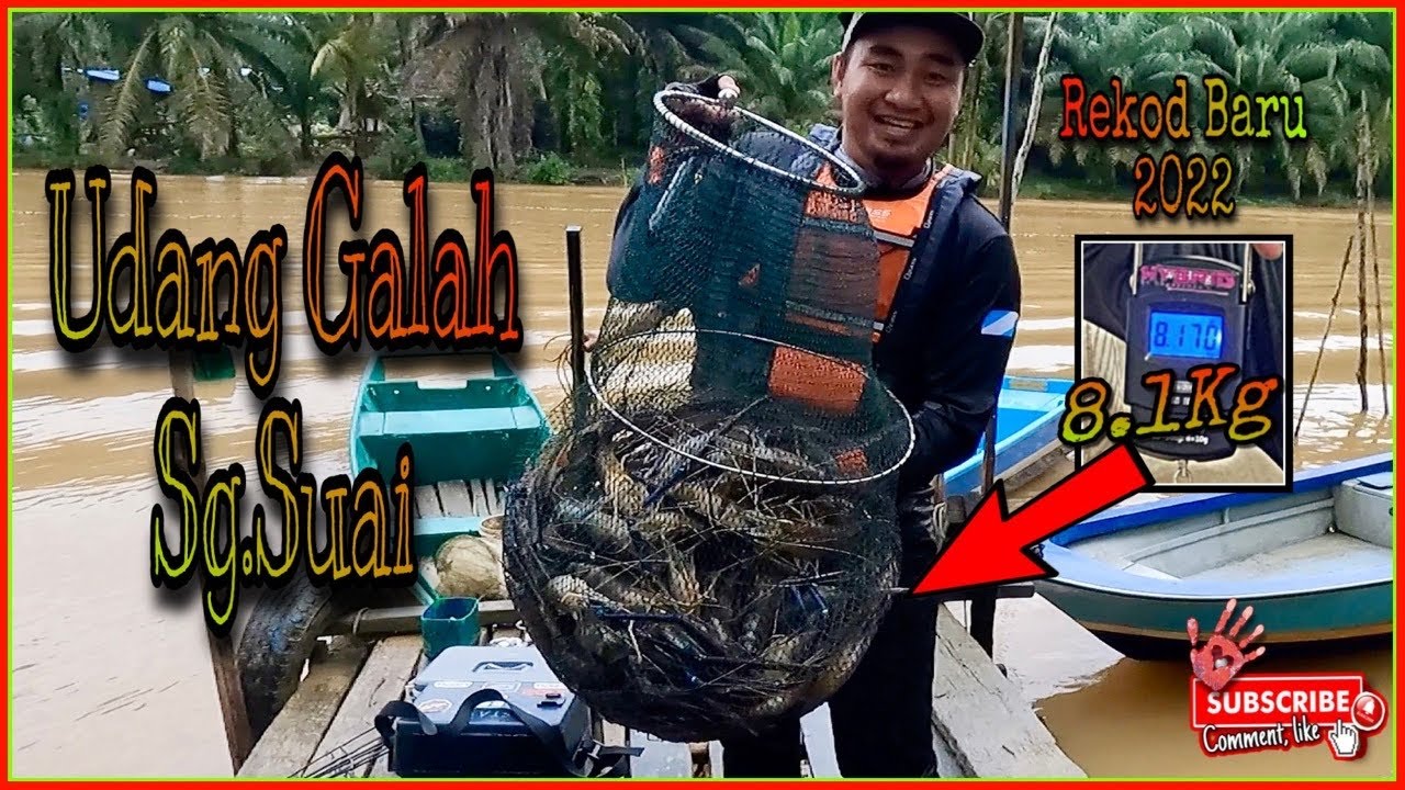 Udang Galah Sg.Suai | trip pembukaan 2022 pecah rekod 8.1kg!!! #udanggalah #mancingudanggalah