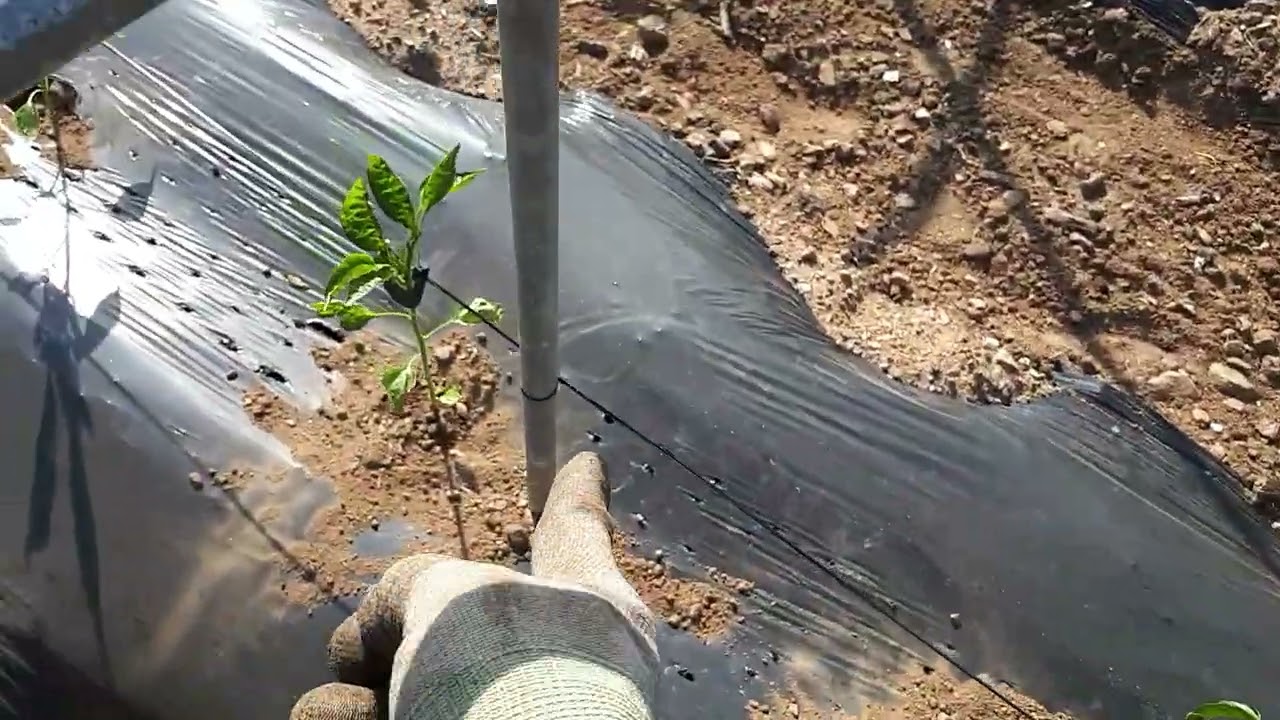 고추다수확 고추활착 빠르게 정식하는법 고추모 고정하는법