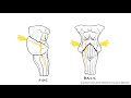 Trigeminal Nerve, CN V Mp3 Song