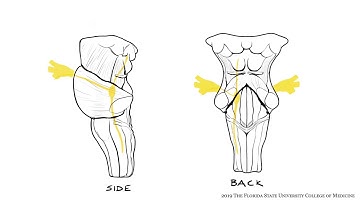 Trigeminal Nerve, CN V