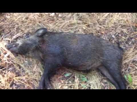 remington-hog-hammer-300-blackout-(130-grain-barnes-tsx)