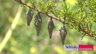 Bagworm Control