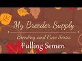 Pulling and collecting semen from dogs