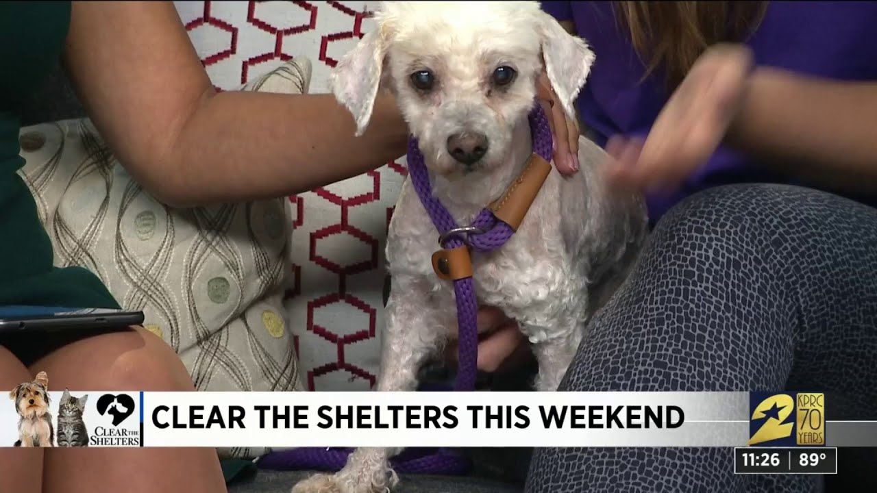 Clear the shelters this weekend YouTube